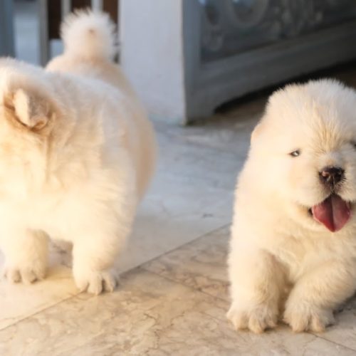 maxresdefault (2) maxresdefault (2)